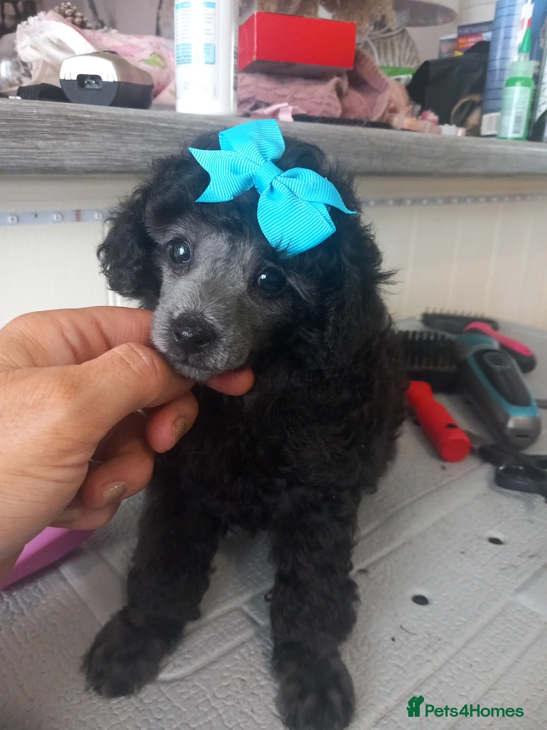 Toy Poodle dogs for sale: BEAUTIFULL TINY KC FULL PEDIGREE TOY POODLES* - Advert 6