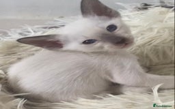 Oriental cats for sale: Oriental kittens  - Image 5