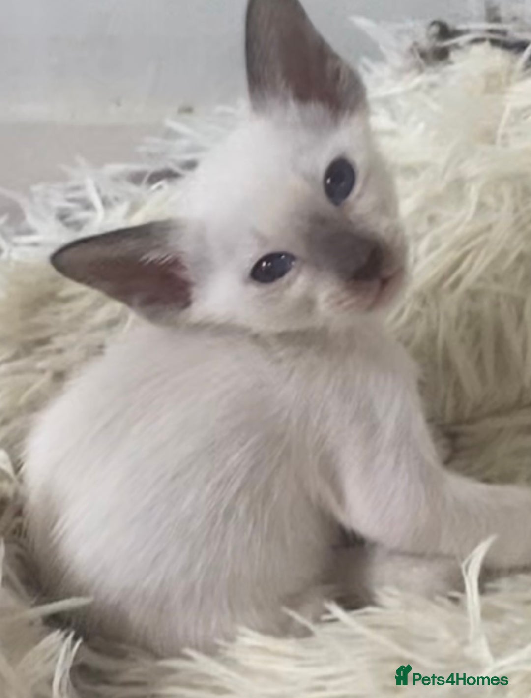 Oriental cats for sale: Oriental kittens  - Image 5