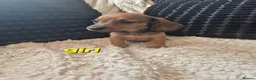 Dachshund dogs for sale: Kc dachshund puppies! - Advert 23