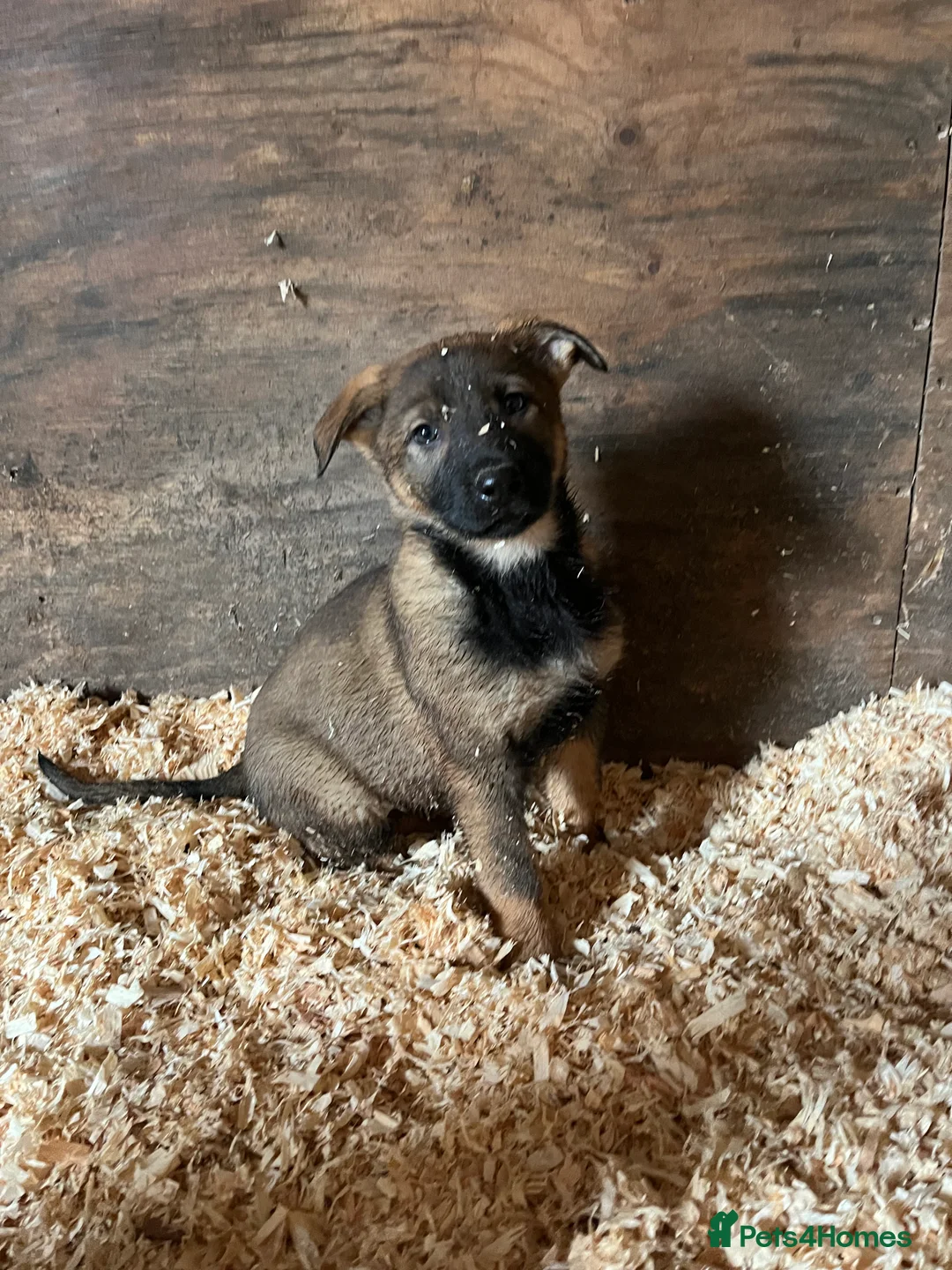 German Shepherd dogs for sale: German shepherd puppies - Advert 3