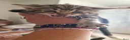 Mixed Breed cats for sale: 4 kittens : 2 male 2 female - Advert 10
