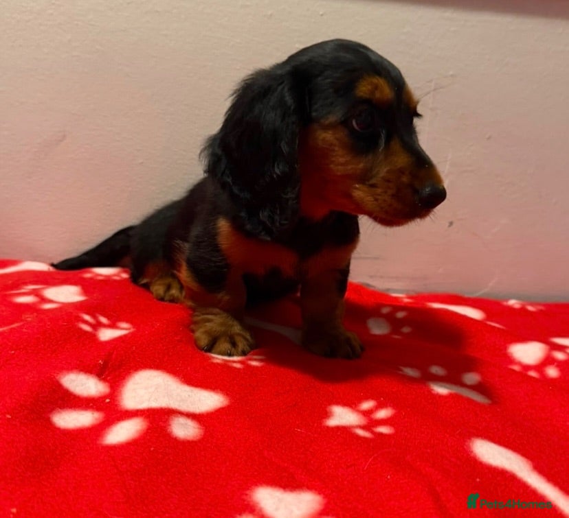 Miniature Dachshund dogs Pure miniature dachshund pups long and short coat  - Advert 1