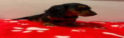 Miniature Dachshund dogs for sale: Pure miniature dachshund pups long and short coat  - Advert 1