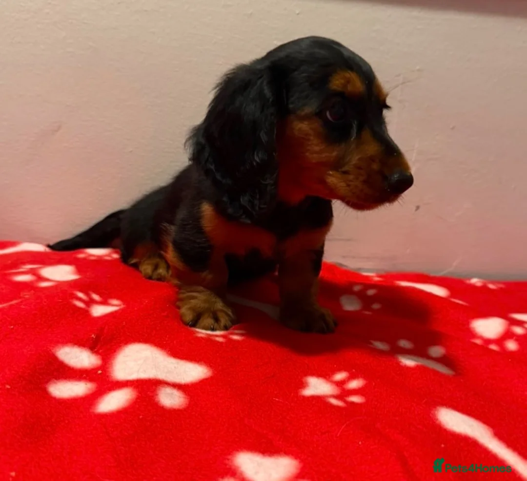 Miniature Dachshund dogs for sale: Pure miniature dachshund pups long and short coat  - Advert 1
