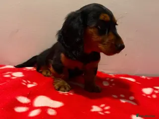 Miniature Dachshund dogs Pure miniature dachshund pups long and short coat - Advert 1