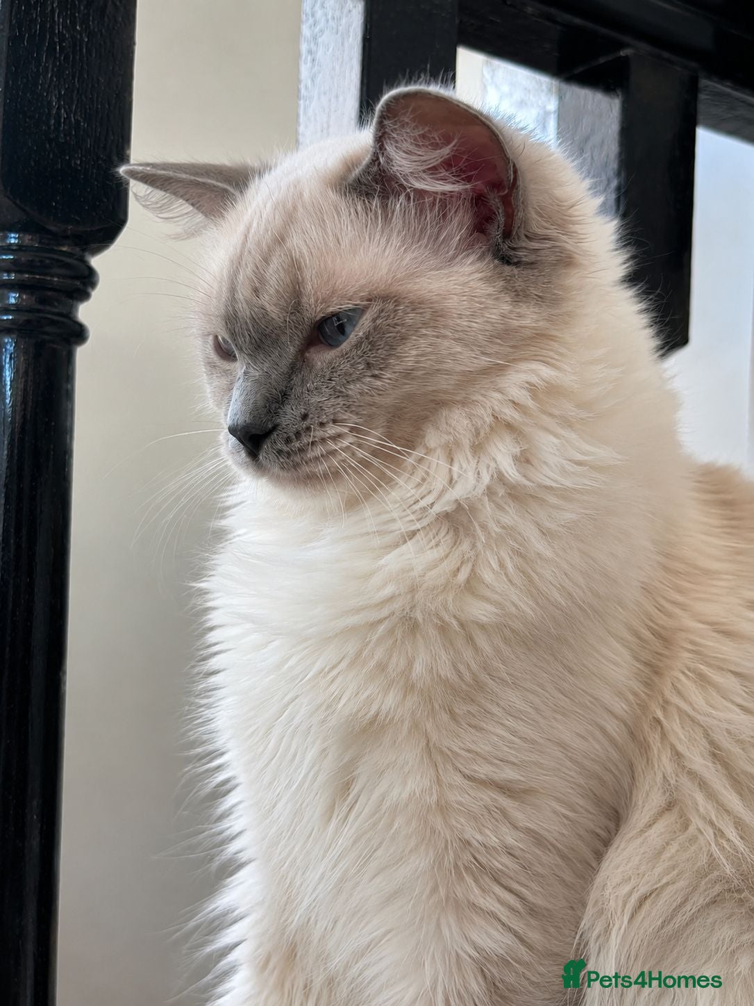 Ragdoll cats 🩷 Blue Mitted Ragdoll Girl - TICA Registered 🩷 - Advert 2