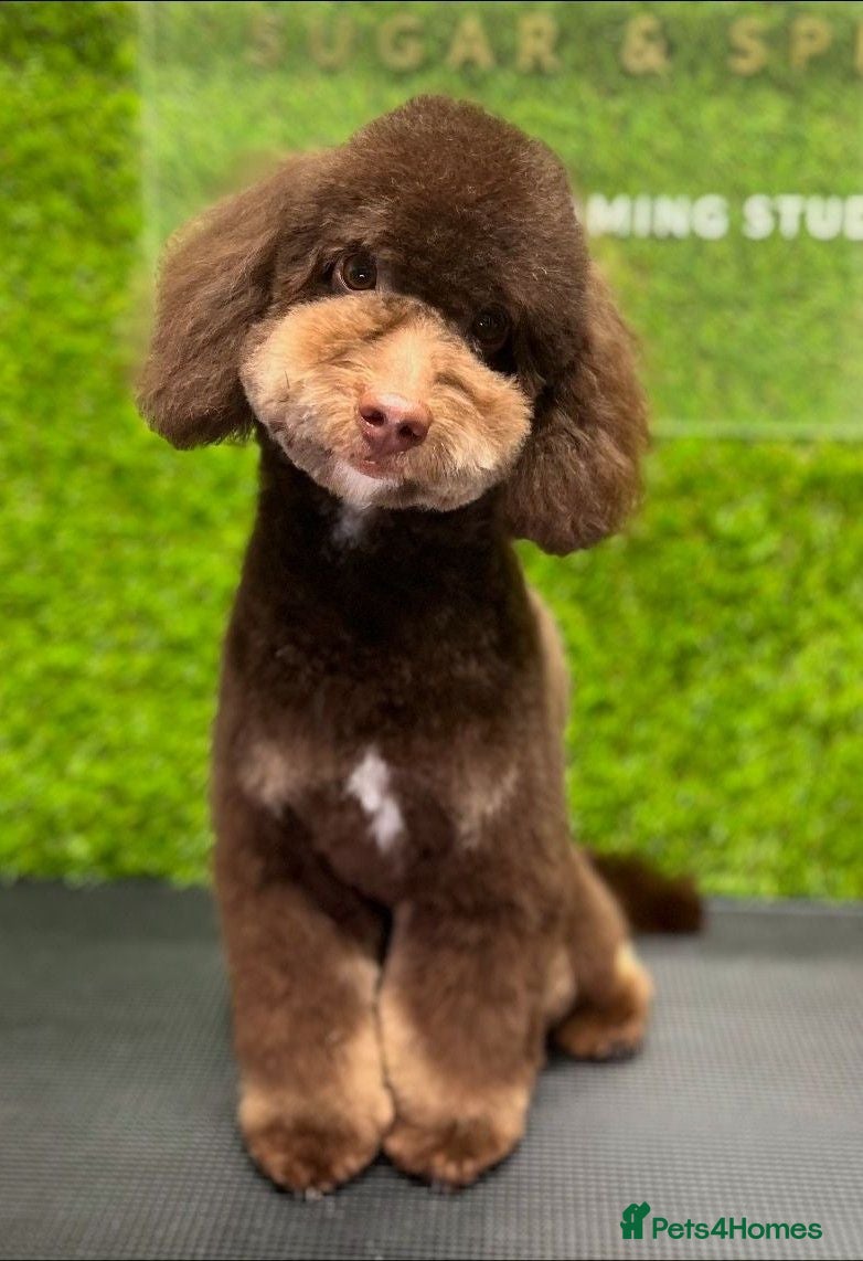 Toy Poodle dogs Non fading chocolate phantom toy Poodle for stud - Advert 1