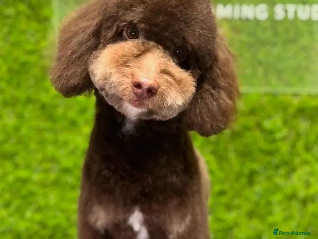 Toy Poodle dogs for stud: Non fading chocolate phantom toy Poodle for stud - Advert 1