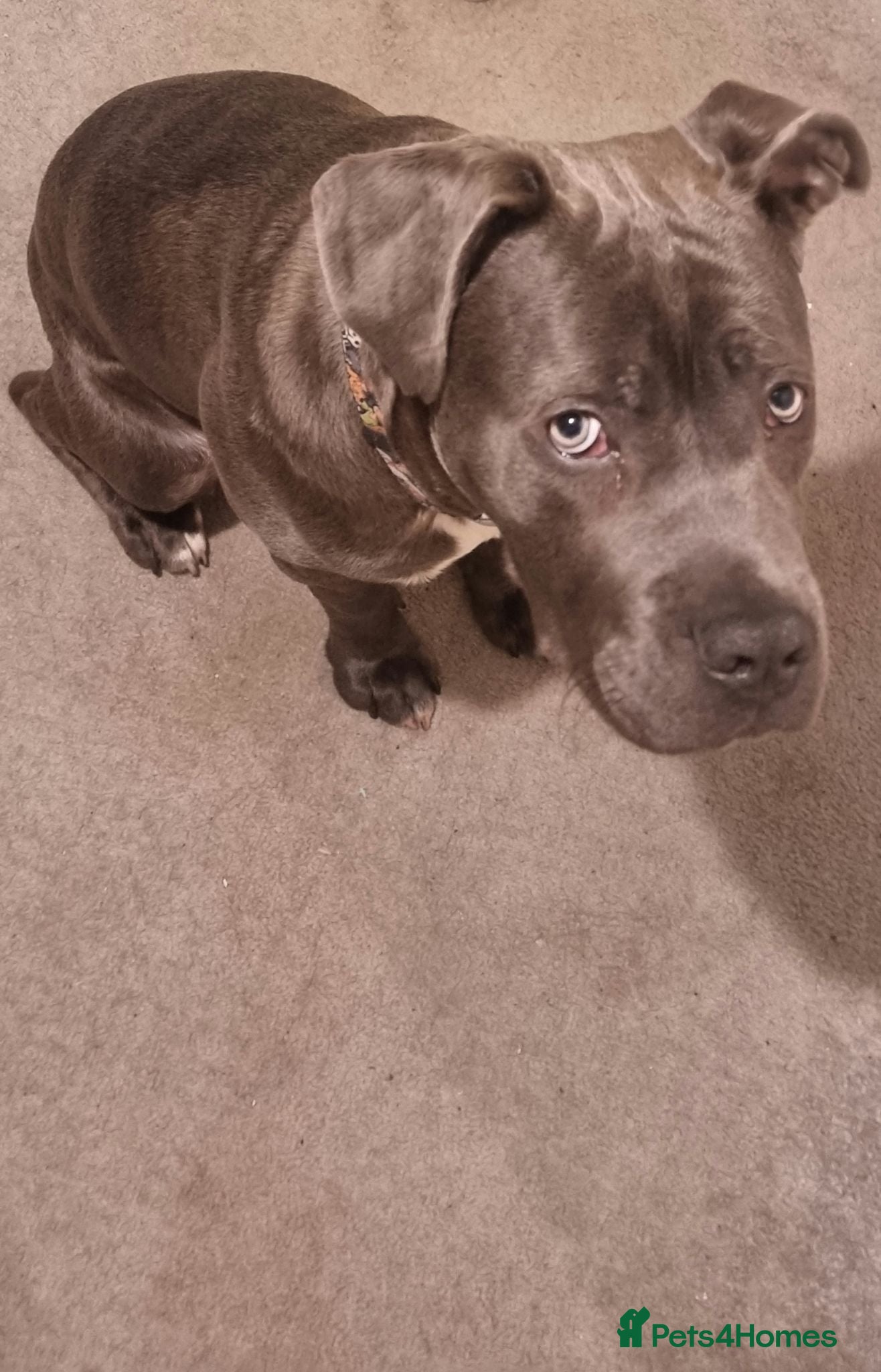 Mixed Breed dogs 9 month old beautiful Cane Corso X Staffie Boy 🐕 - Advert 1