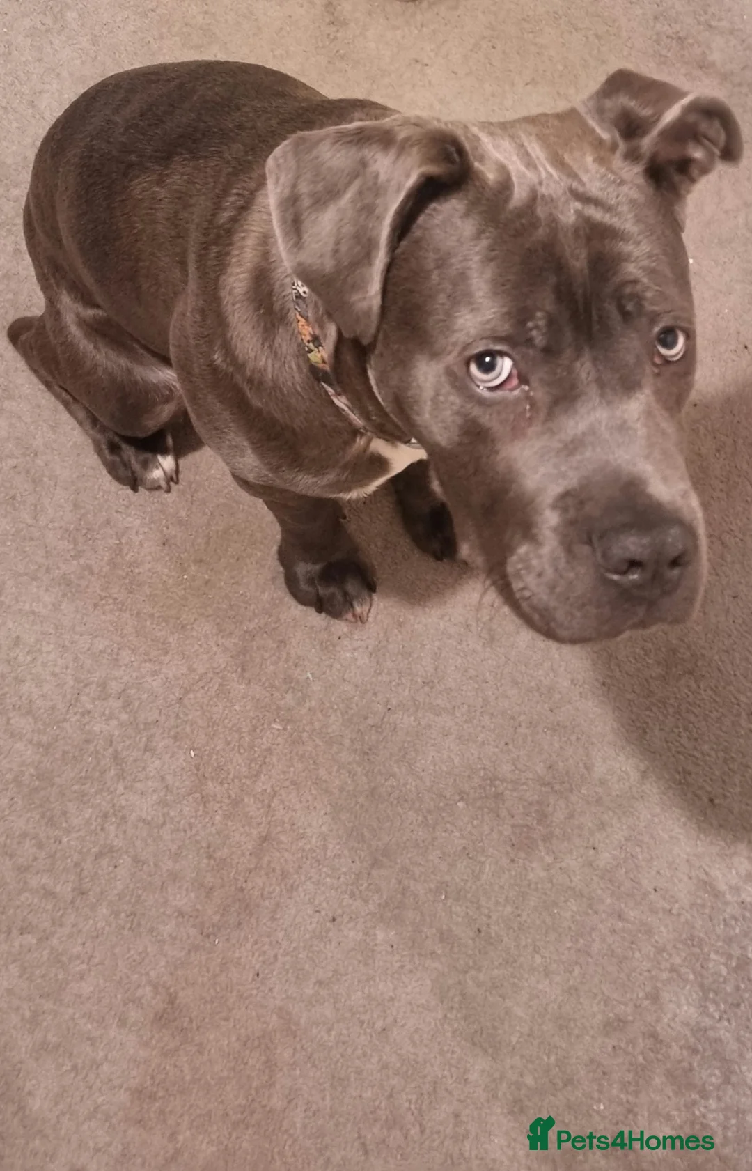 Mixed Breed dogs for sale: 9 month old beautiful Cane Corso X Staffie Boy 🐕 in Great Yarmouth - Advert 1