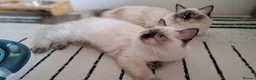 Ragdoll cats for sale: 💠FiFe registered Ragdoll kittens for sale💠 in Bristol - Advert 22