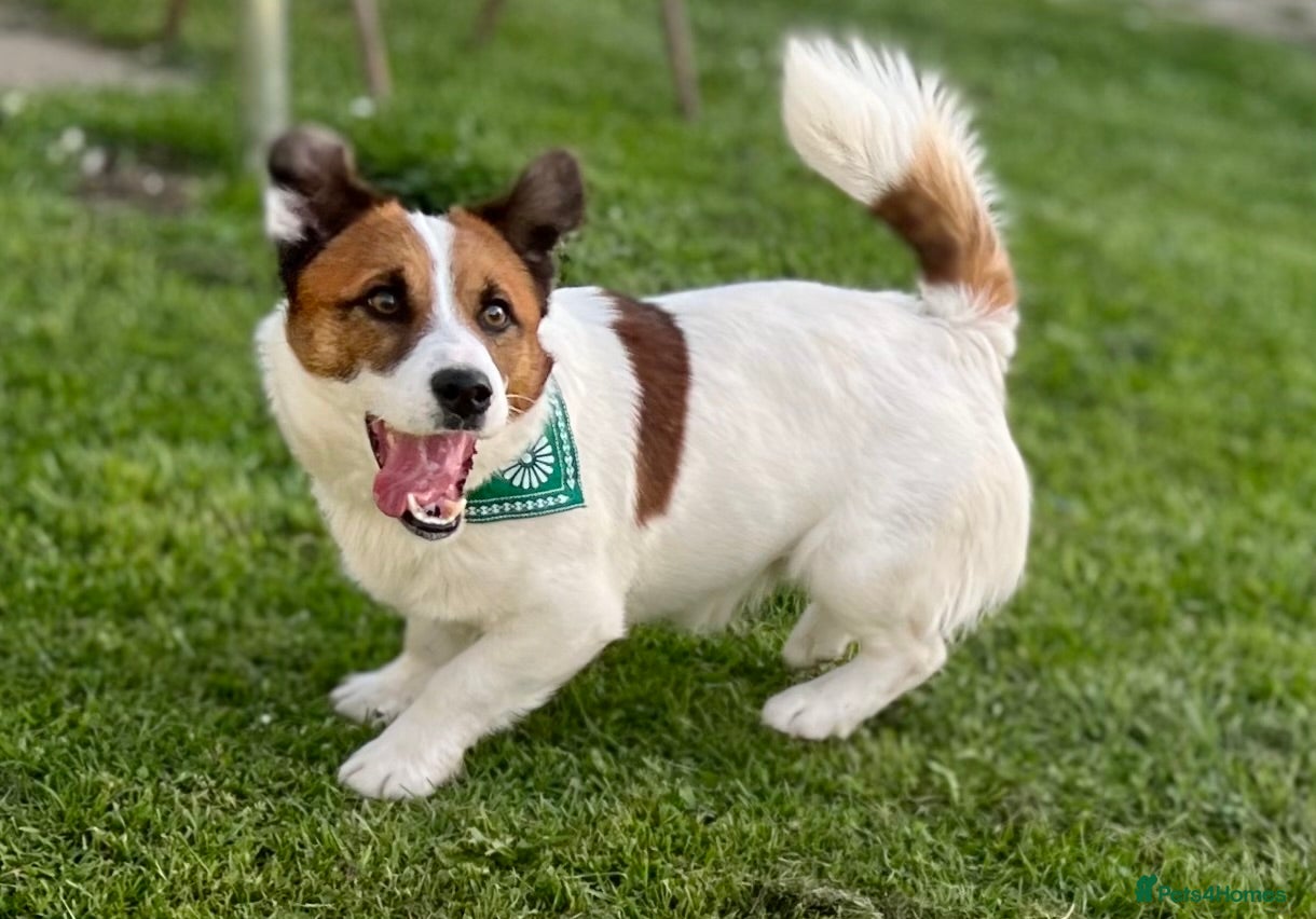 Jack Russell dogs Kennel Club Registered Jack Russell Terrier Female - Advert 10