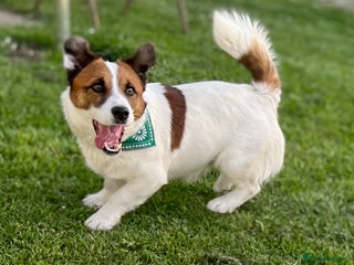 Jack Russell dogs - Advert 2