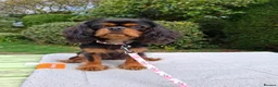 Cavalier King Charles Spaniel dogs for sale: Beautiful Black/Tan Cavalier Girl - Advert 5