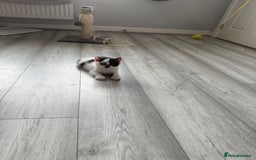 British Shorthair cats for sale: Beautiful gccf British short hair kittens  - Image 24
