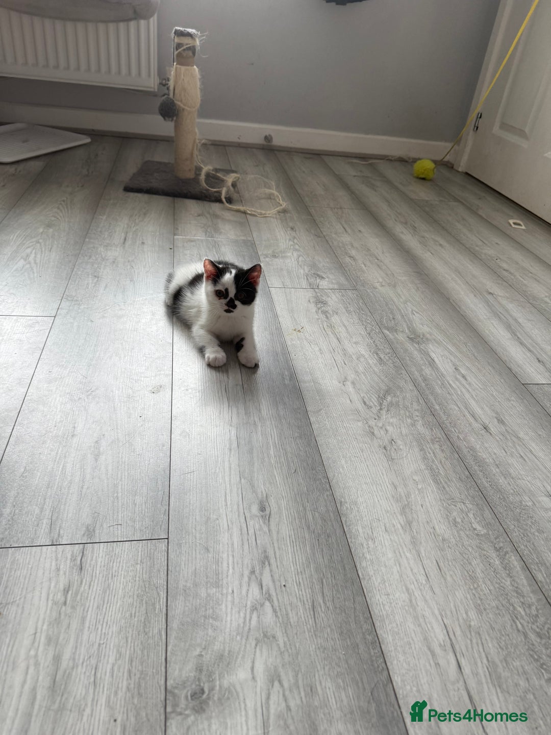 British Shorthair cats for sale: Beautiful gccf British short hair kittens  - Image 24