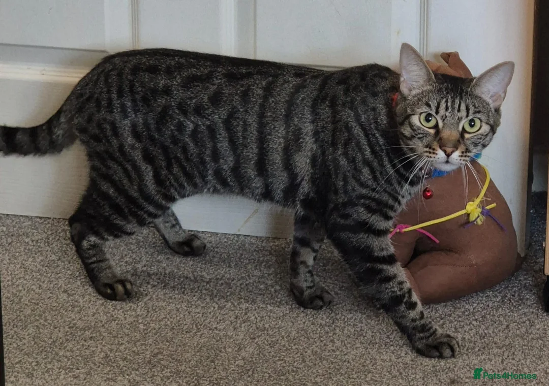 Mixed Breed cats for sale: Handsome Bengal X Domestic Shorthair (Indoor Cat) - Advert 5