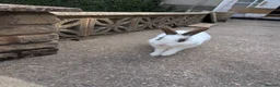Mixed Breed rabbits for sale: Rabbit looking for good home - Advert 4