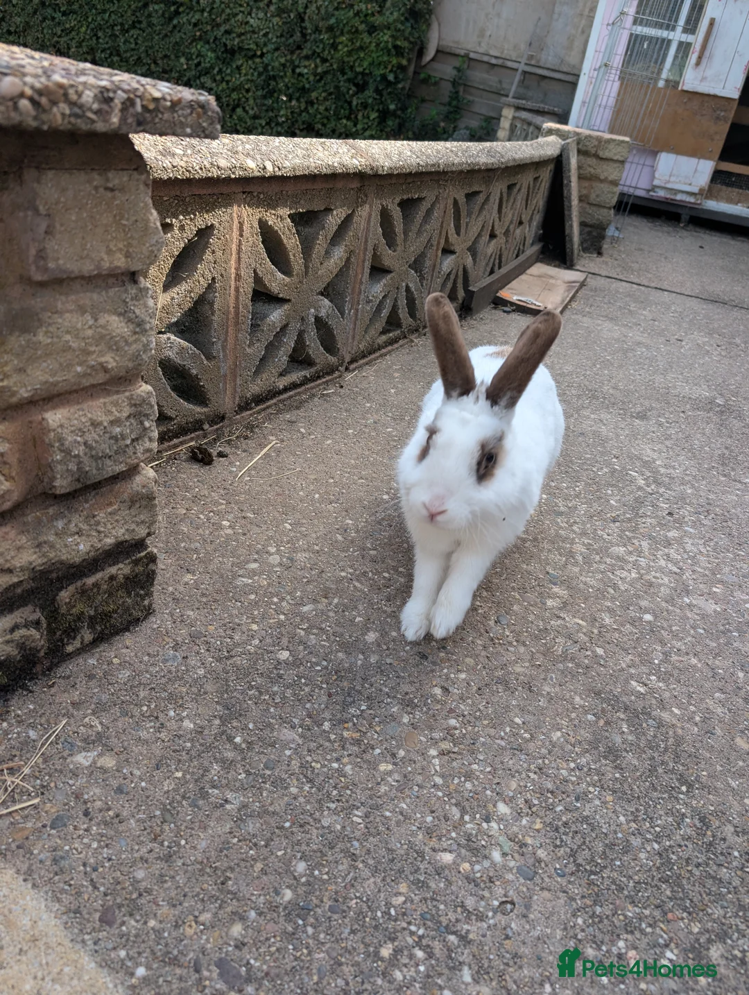 Mixed Breed rabbits for sale: Rabbit looking for good home - Advert 4