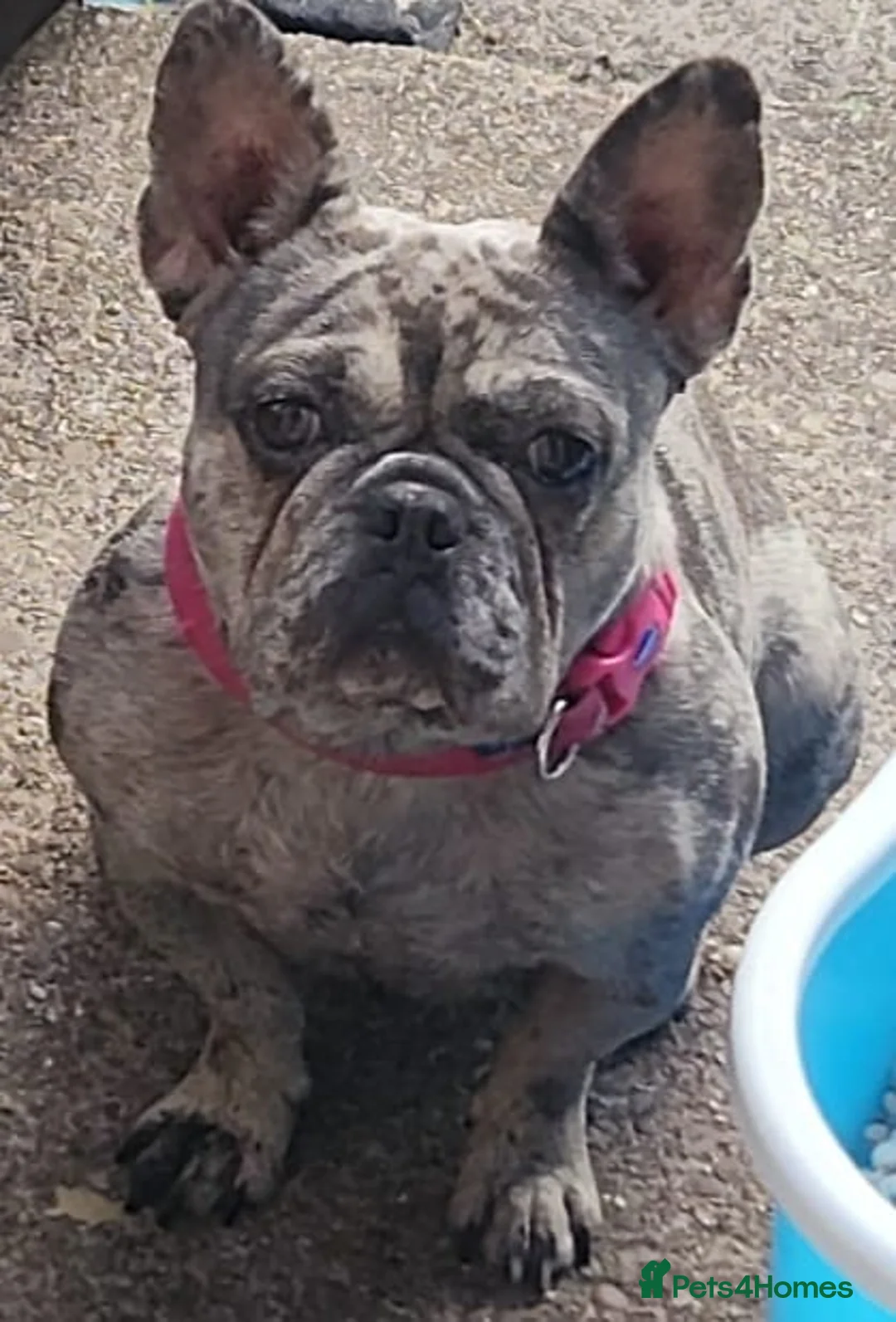 French Bulldog dogs for sale: 4 lovely french bulldog  - Advert 15