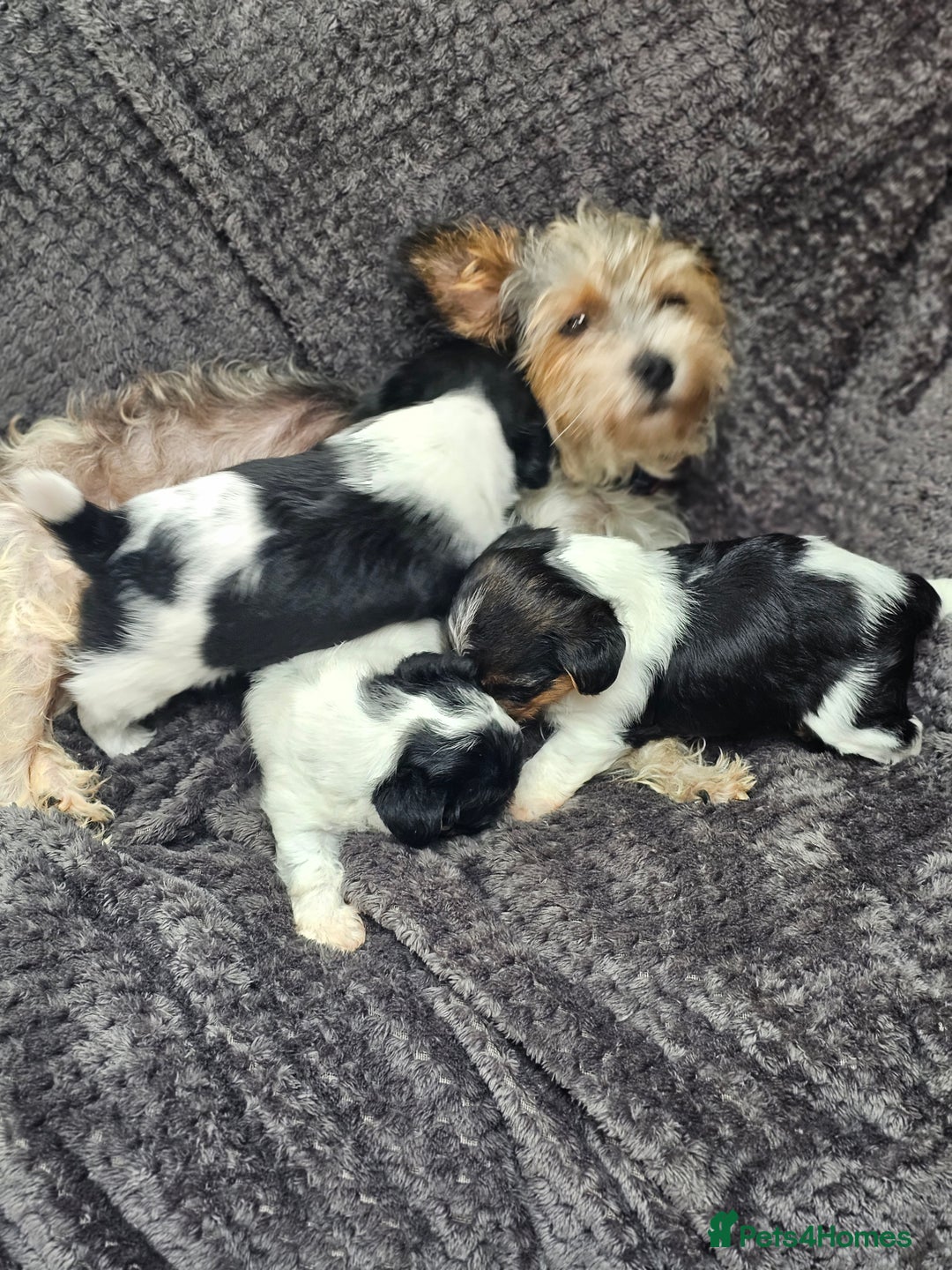 Yorkshire Terrier dogs for sale: Yorkshire terriers - Image 2