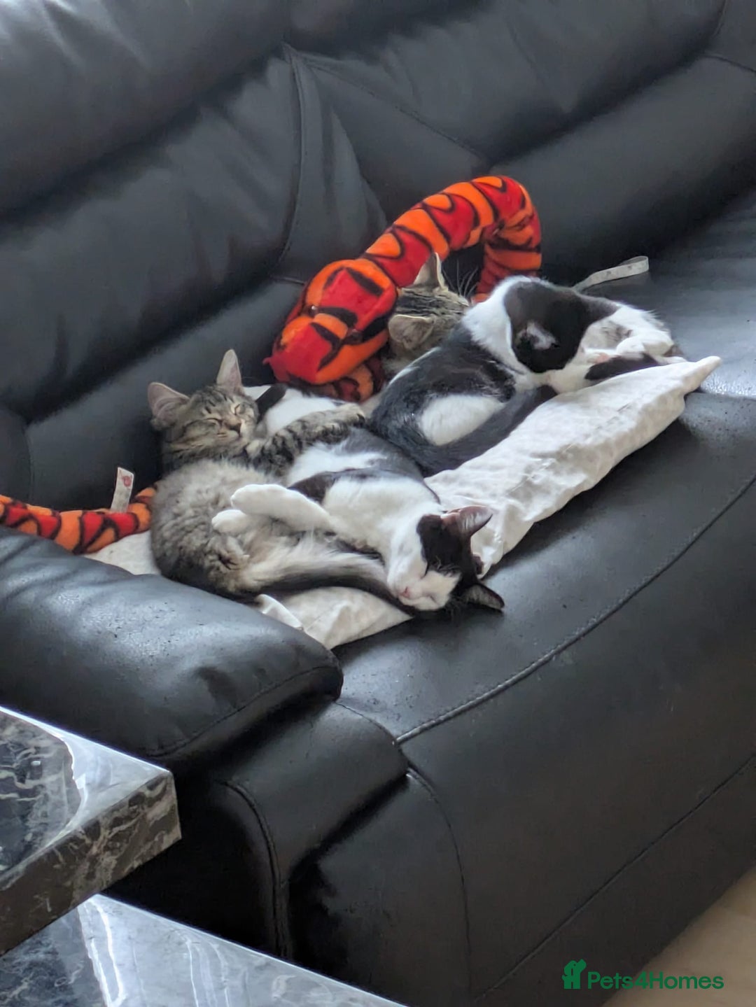 Domestic Shorthair cats for sale: Kind Homes Only – 4 Beautiful Healthy Kittens in Edgware - Image 16