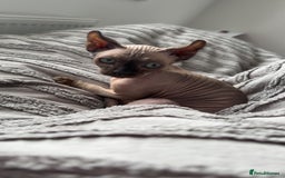 Sphynx cats for sale: Sad Sale - Image 2