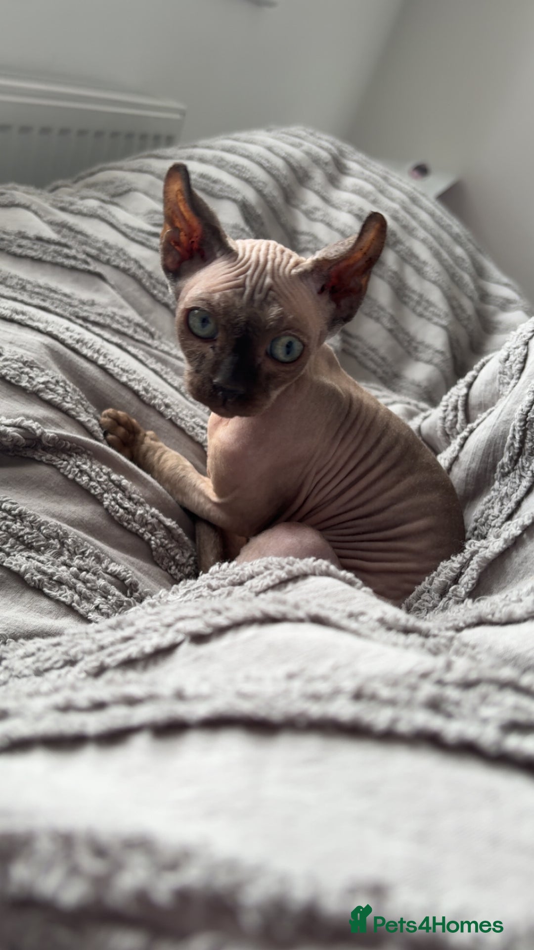 Sphynx cats for sale: Sad Sale - Image 2
