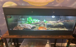Snake reptiles for sale: Baby Royal (Ball) Python with all accessories  - Image 4