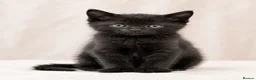 Mixed Breed cats for sale: 4 Kittens – Available 1st August | 3 Boys & 1 Girl in Melksham - Advert 4