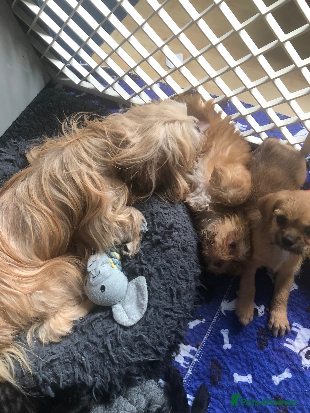 Mixed Breed dogs for sale: ADORABLE LITTER OF SHIH TZU/CHIHUAHUAS - Image 9