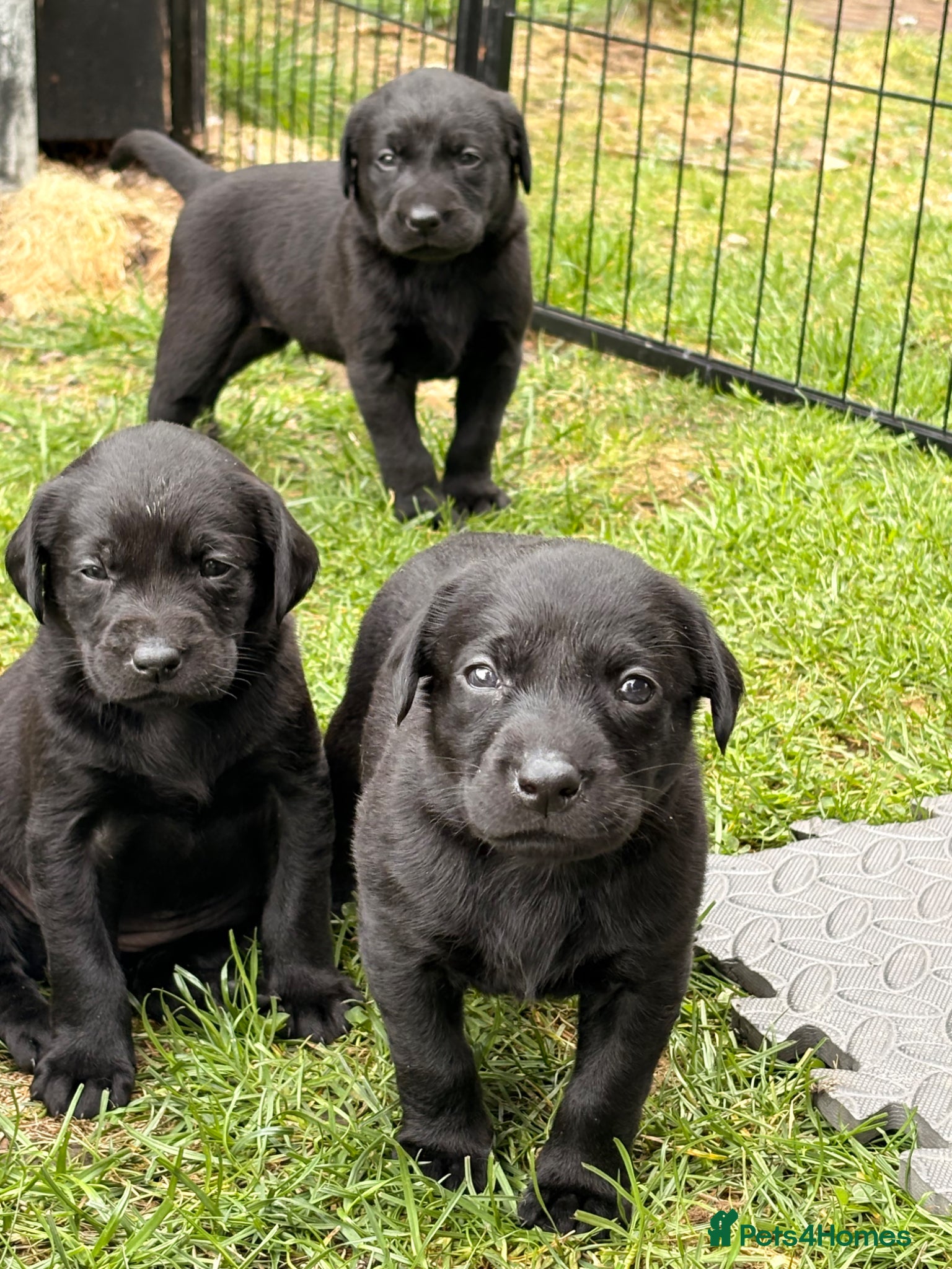 Labrador Retriever dogs KC full health tested Labrador puppies - Advert 1