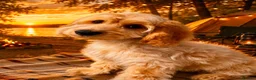 Cockapoo dogs for sale: Gorgeous cockapoo puppies  - Advert 4