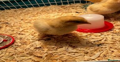 Chickens poultry - Advert 9