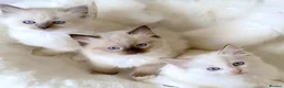 Ragdoll cats for sale: NEW LITTER OF RAGDOLL KITTENS  - Advert 1