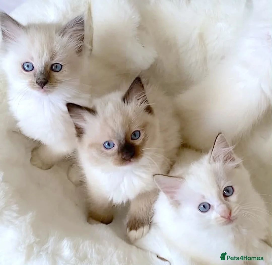Ragdoll cats for sale: NEW LITTER OF RAGDOLL KITTENS  - Advert 1