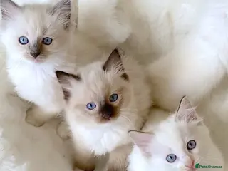 Ragdoll cats NEW LITTER OF RAGDOLL KITTENS - Advert 6