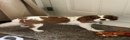 Cavalier King Charles Spaniel dogs for sale: Cavalier King Charles  in Nottingham - Advert 5