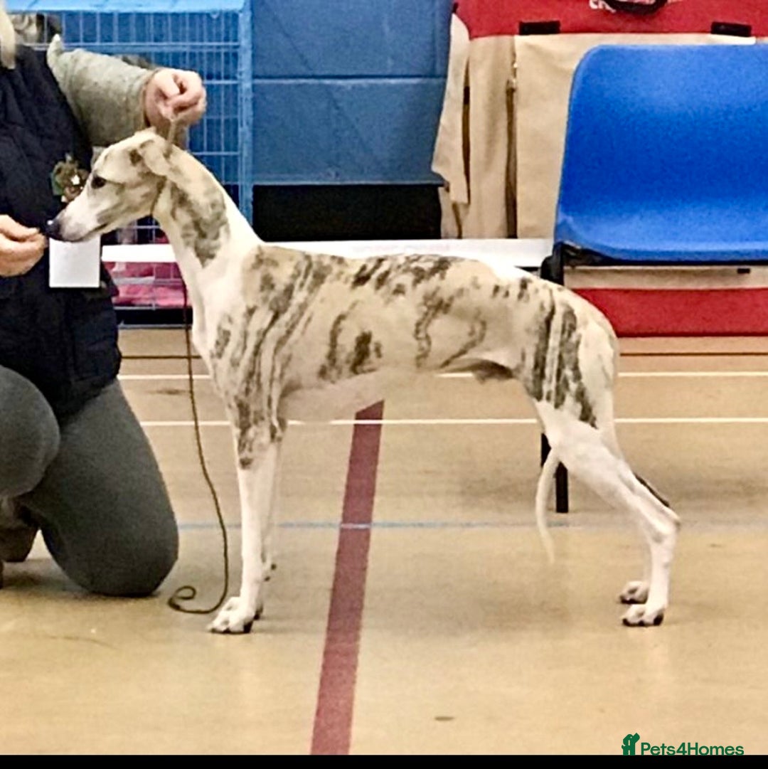 Whippet dogs for sale: Beautiful KC Reg Pedigree Whippet Puppies - Advert 10