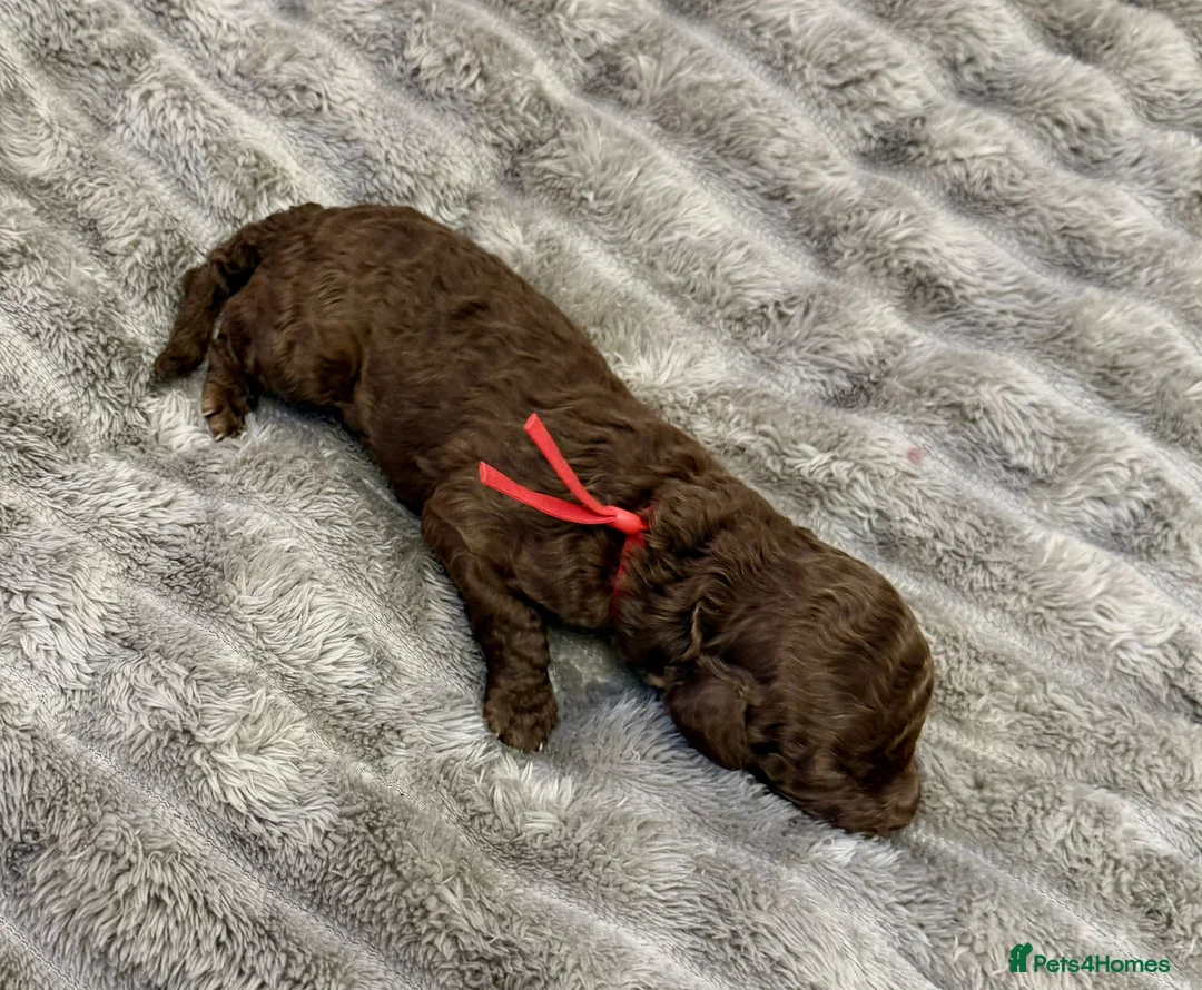 Cavapoo dogs for sale: Beautiful fluffy bears  - Advert 15