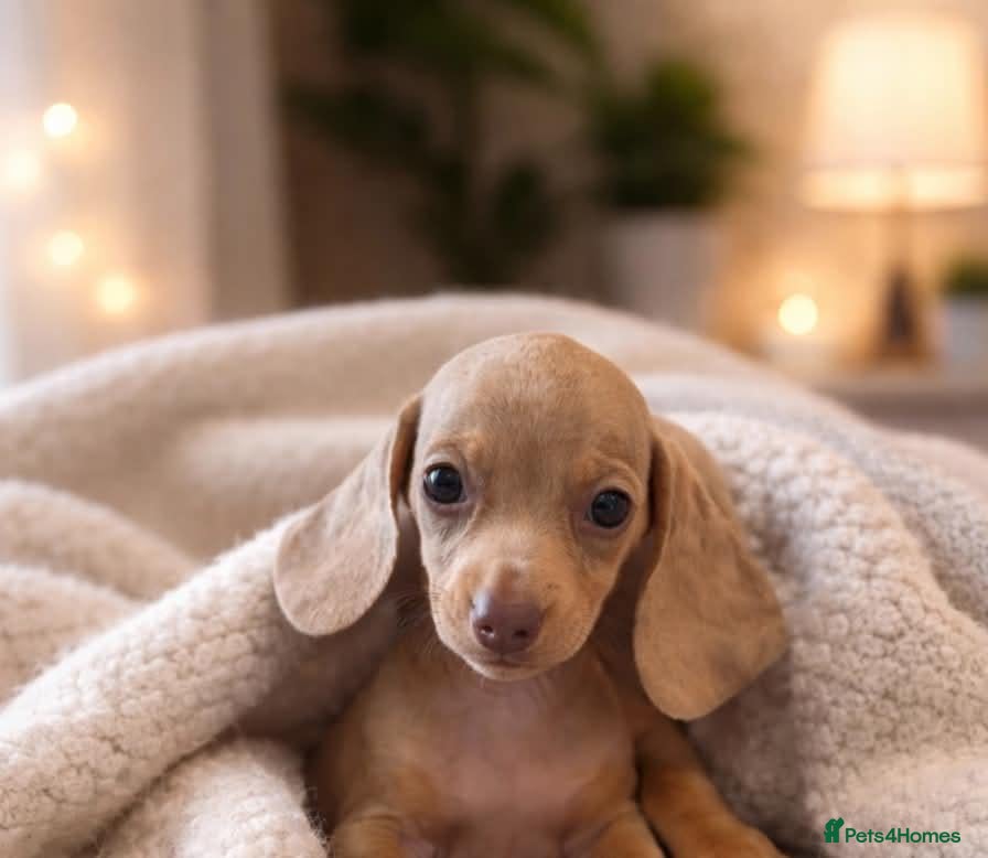 Miniature Dachshund dogs Miniature dachshund  - Advert 12