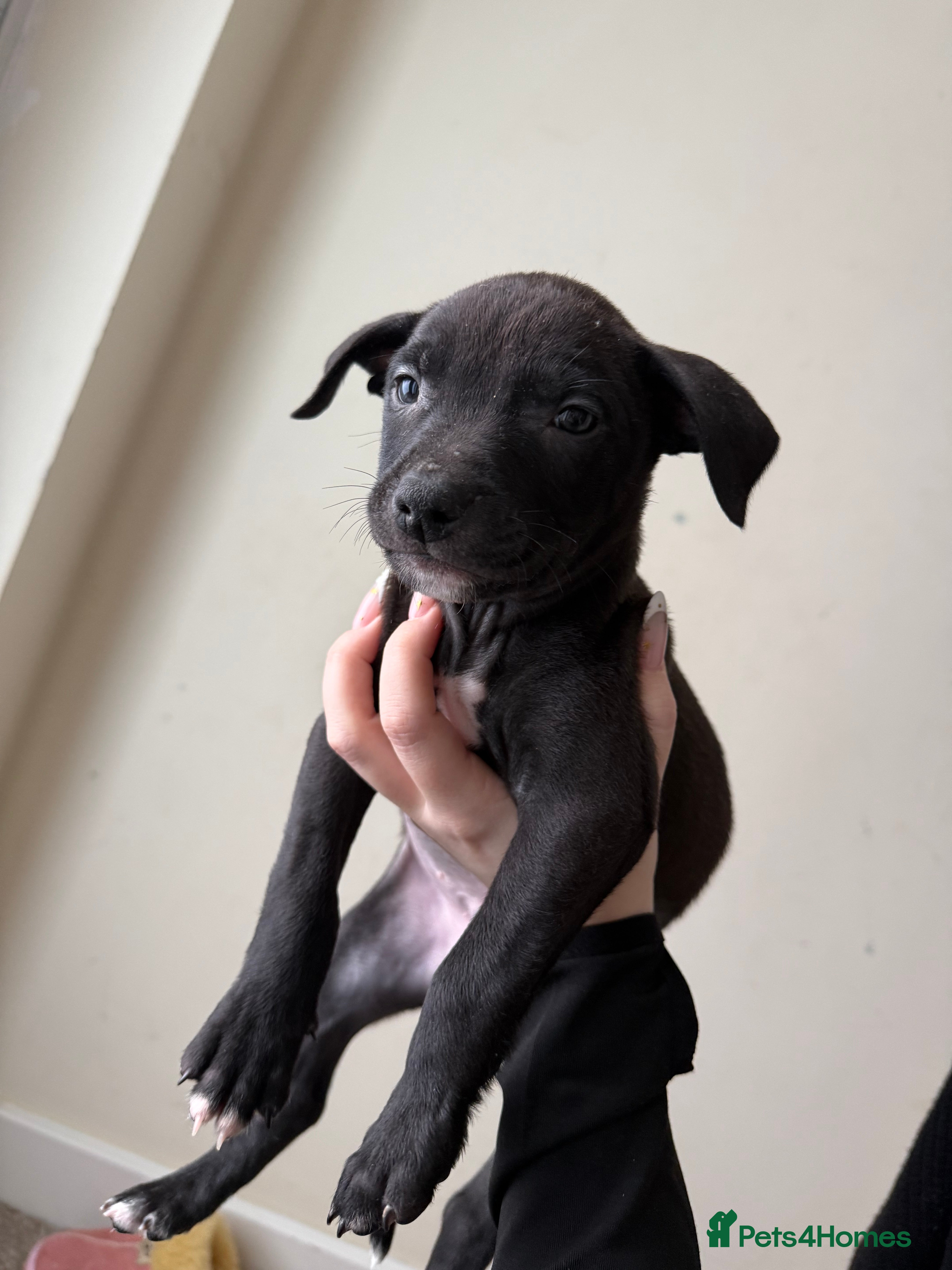 Mixed Breed dogs Staffordshire Bull Terrier x Whippet Pup - Advert 2