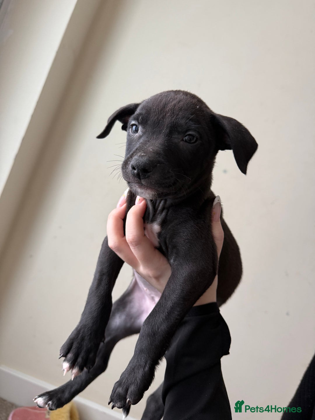 Mixed Breed dogs for sale: Staffordshire Bull Terrier x Whippet Pup - Advert 1
