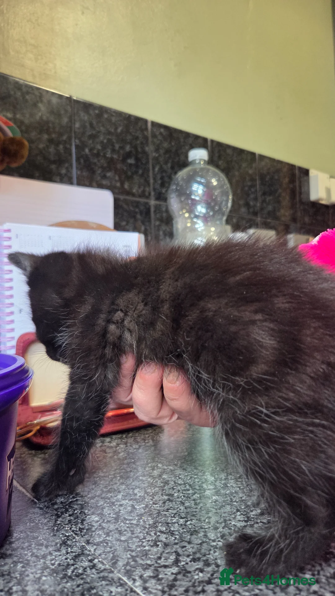 Mixed Breed cats for sale: Fluffy male kitten with ghost tabby markings - Advert 2