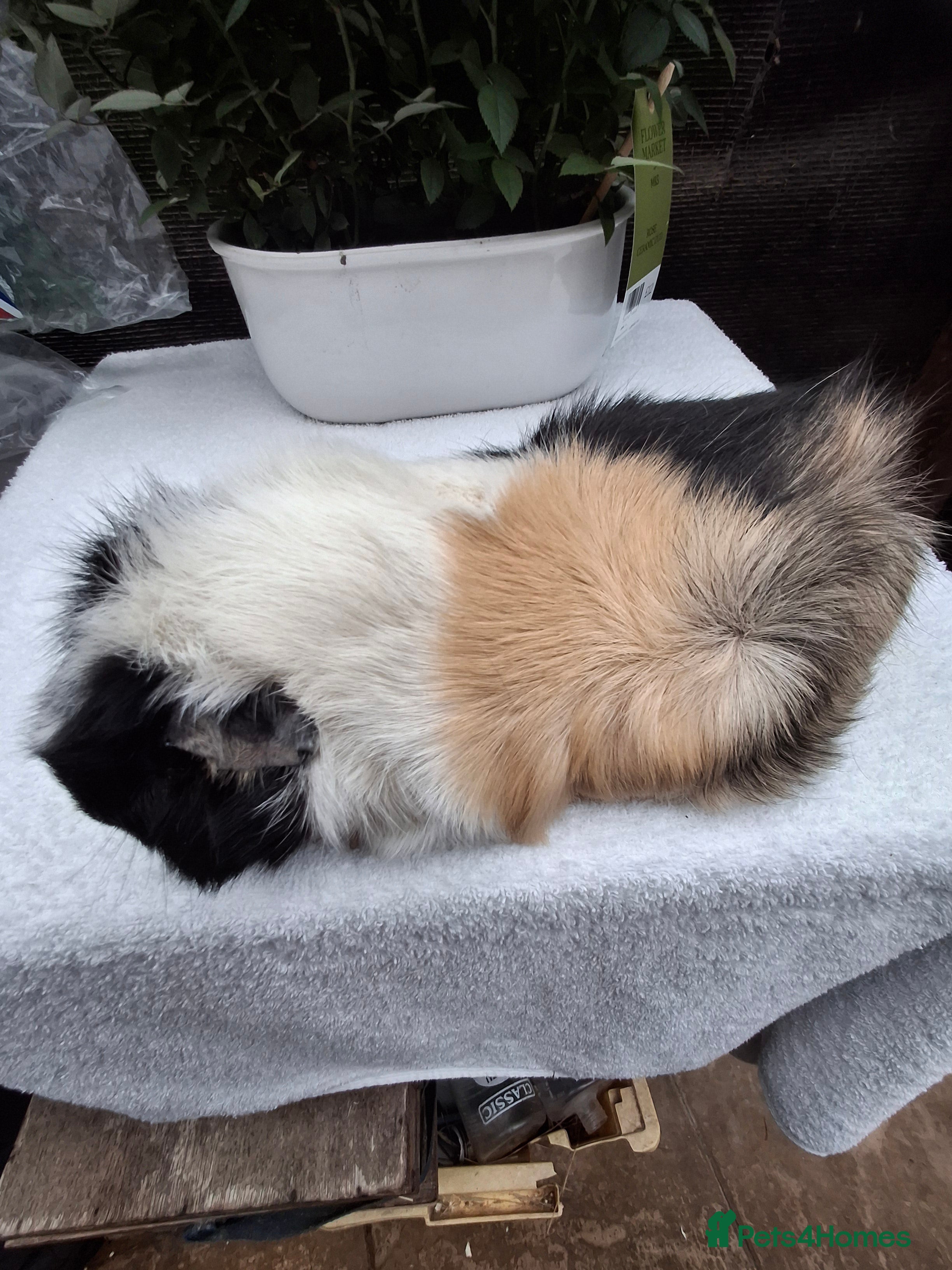 Guinea Pig rodents Adult Guineapig  - Advert 3