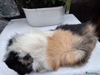 Guinea Pig rodents Adult Guineapig - Advert 3