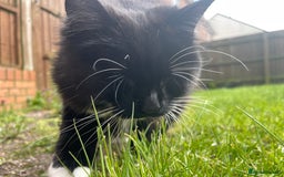 British Longhair cats for sale: 4 year old blind stick needs a new home - Advert 13