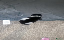 Mixed Breed cats for sale: Girl kitten - Image 4