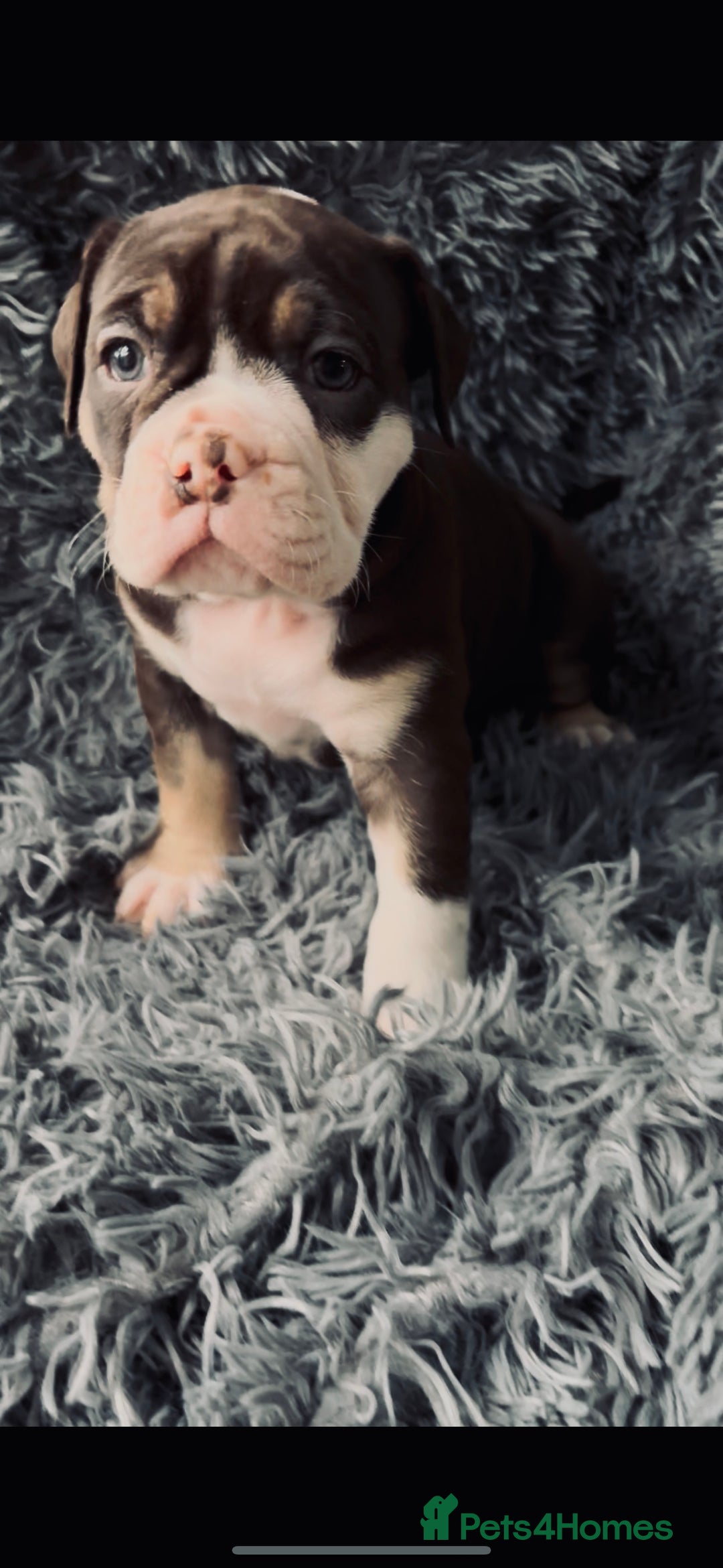 Olde English Bulldogge dogs for sale: Olde English Bulldogge Puppies - Image 3